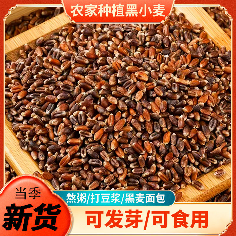 黑小麦新货黑麦粒磨面粗粮煮粥全麦五谷杂粮芽糖农家黑麦种子原粮