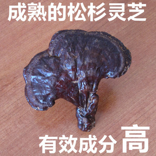 正宗长白山松杉灵芝林下灵芝完全成熟有效成分高整支250克