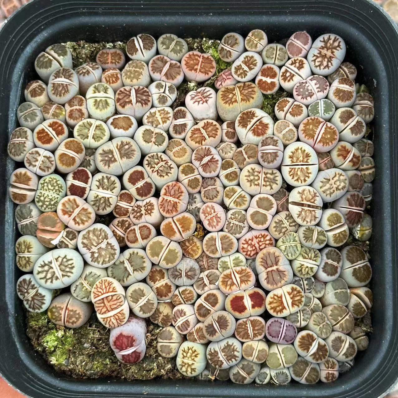 菊纹章生石花一物一拍红窗菊化石番杏科多肉植物新手套餐趣味阳台