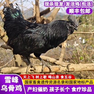 乌鸡新鲜现杀农家散养土鸡五黑鸡月子鸡活鸡雪峰乌骨公鸡一只