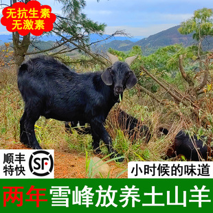 2年放养山羊肉黑山羊青山羊羊排羊蝎子山羯羊新鲜现杀羊腿肉