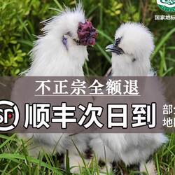 发活禽 正宗原种泰和乌鸡75天龄单只6两至8两 京东包邮 （5只装）