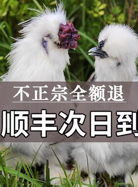 发活禽 正宗原种泰和乌鸡75天龄单只6两至8两 京东包邮 （5只装）