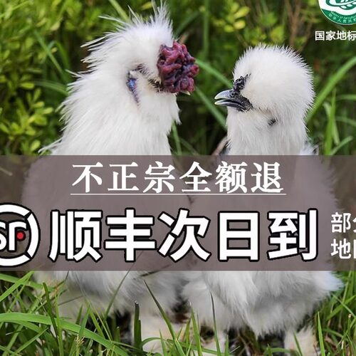 发活禽 正宗原种泰和乌鸡75天龄单只6两至8两 京东包邮 （5只装）
