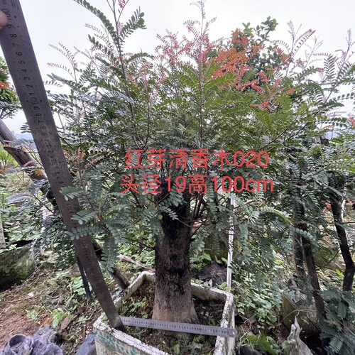 清香木老桩造型盆景熟桩