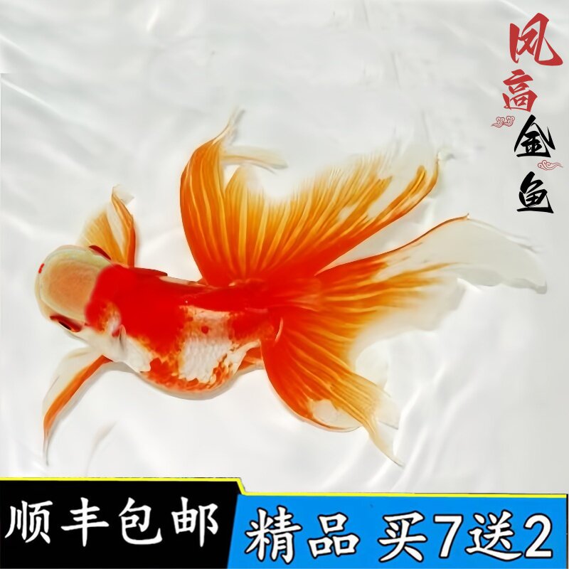 精品凤高金鱼活鱼观赏鱼文凤尾鱼传统金鱼苗丹凤金鱼冷水凤鹤好养
