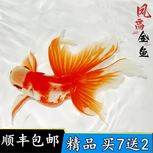 精品凤高金鱼活鱼观赏鱼文凤尾鱼传统金鱼苗丹凤金鱼冷水凤鹤好养