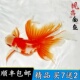 精品凤高金鱼活鱼观赏鱼文凤尾鱼传统金鱼苗丹凤金鱼冷水凤鹤好养