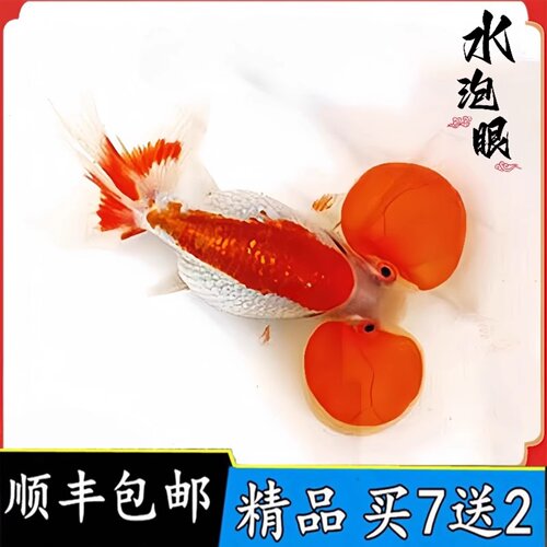 精品朱砂水泡金鱼活鱼五花红白水墨樱花泡眼冷水鱼好养观赏鱼国粹