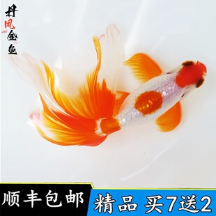 好养活体精品蛋凤金鱼活鱼红丹凤金鱼凤尾鱼蛋球望天球风水鱼凤鹤