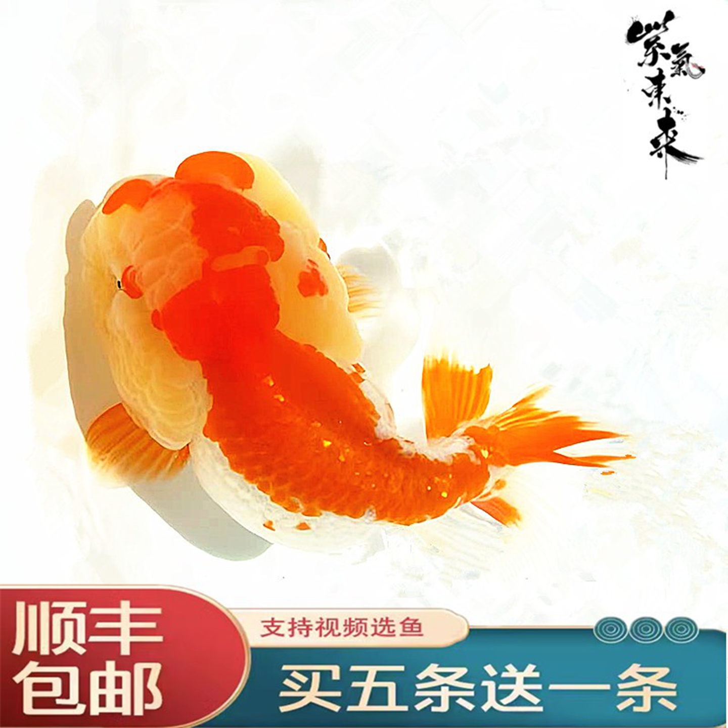 精品菠萝猫狮金鱼活鱼观赏鱼冷淡水活体好养红顶虎小红白猫狮风水