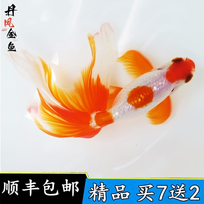 好养活体精品蛋凤金鱼活鱼红丹凤金鱼凤尾鱼蛋球望天球风水鱼凤鹤