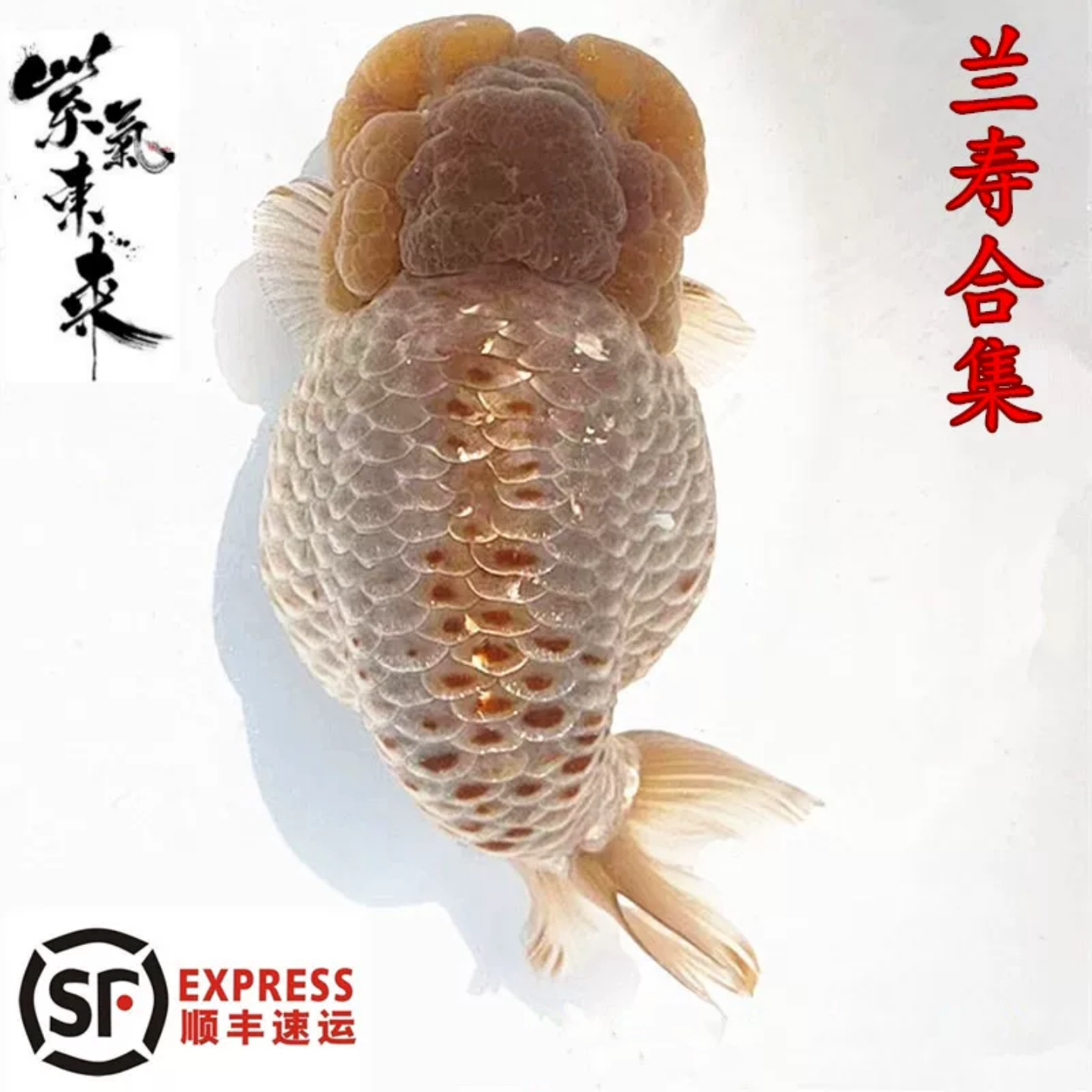 精品兰寿金鱼活鱼血清紫寿奶牛包金小鱼苗麒麟观赏鱼潘式玉兔水墨