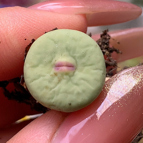 Dows嘴