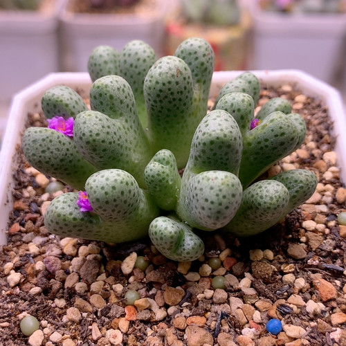 斑马