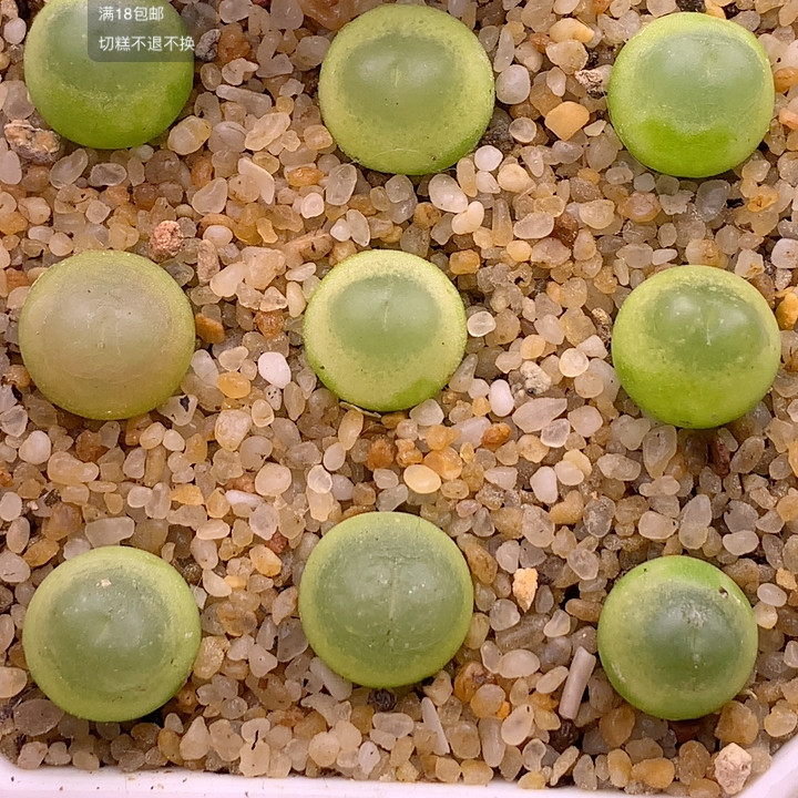 3年拉登打包,鲜花速递/花卉仿真/绿植园艺,多肉植物,淘宝优惠券,粉丝福利购,淘宝优惠卷