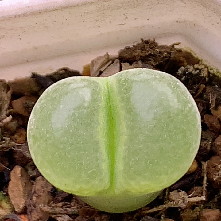 安格同产区风铃