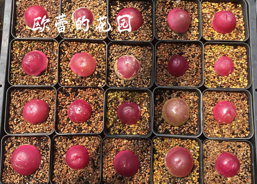 【欧蕾的花园】红灯泡母本Sh409 一物一拍多肉植物番杏肉锥