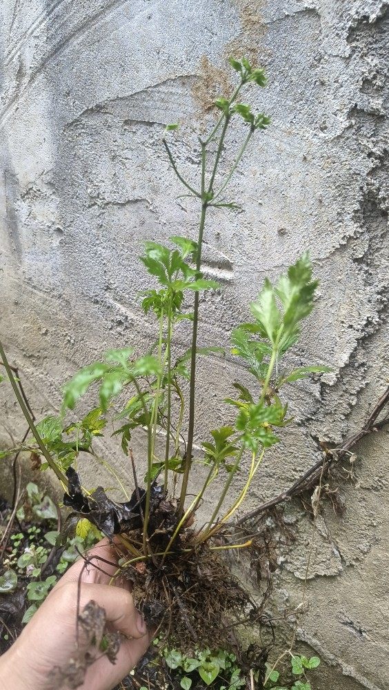 现挖新鲜黄连苗 黄连种苗 川黄连 味连 带须根易成活绿植盆栽