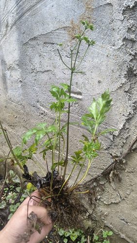 现挖新鲜黄连苗 黄连种苗 川黄连 味连 带须根易成活绿植盆栽