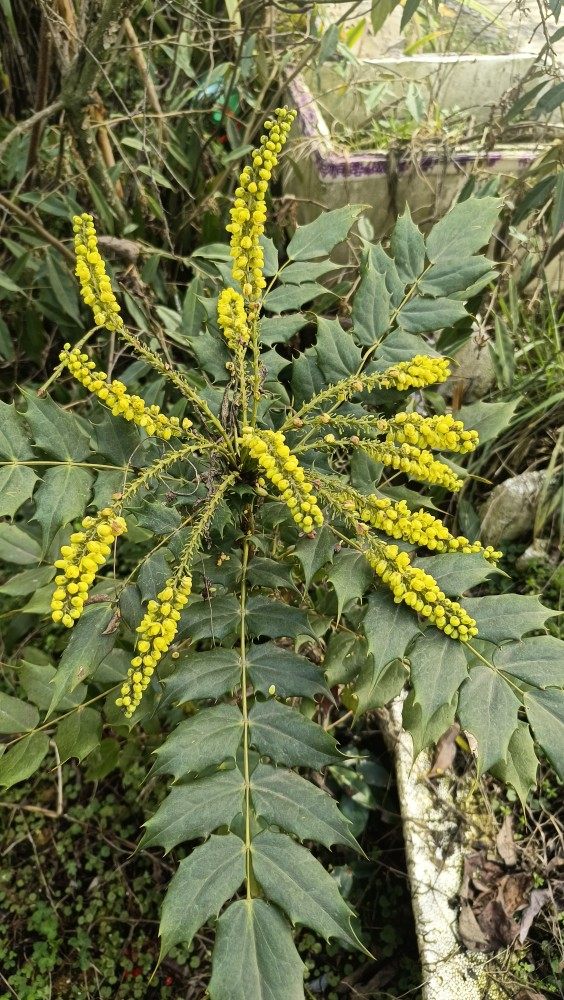 十大功劳树苗刺黄连中药材土黄柏四季绿植盆景阳台庭院景观树现挖