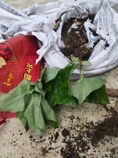 八角莲苗 江边一碗水 中药材种苗 阳台室内花卉盆景 量大优惠