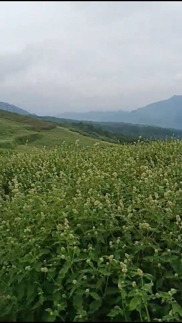 川牛膝苗 干货白牛膝 肉牛膝 庭院种植 阳台盆栽花卉现挖易活包邮