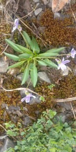紫色地丁苗盆栽包邮紫花地丁种子新鲜犁头草兔耳草辽堇菜大米口袋