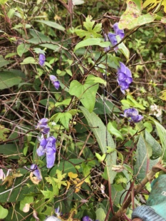 现挖草乌苗中草药植物花卉夫子苗庭院盆栽地载观赏新奇花卉