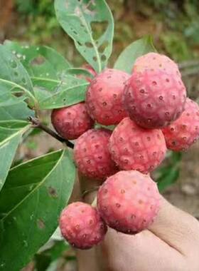 四照花 山荔枝果树苗 石枣羊梅 观赏花叶栽培落叶小乔木