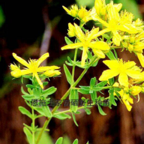 中药材贯叶连翘苗 贯叶金丝桃 千层楼种苗 小过路黄