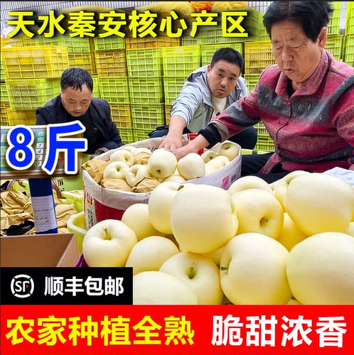甘肃秦安黄元帅大果脆糯多汁现摘