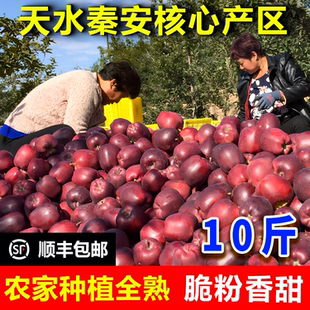 正宗甘肃天水秦安花牛苹果脆粉苹果新鲜现摘孕妇水果老人小孩苹果