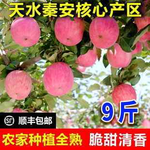 正宗甘肃静宁秦安交界红富士苹果当季 水果现摘脆甜新鲜糖心苹果
