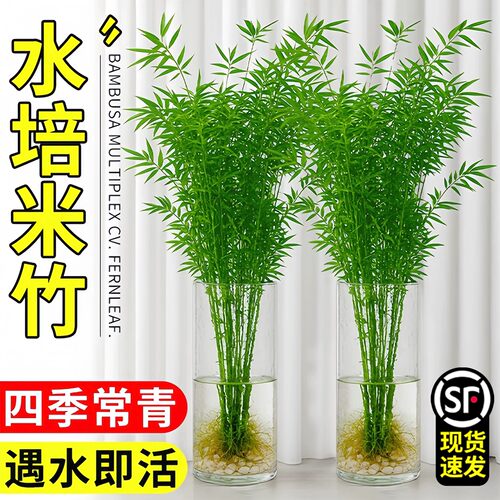 水培米竹室内盆栽植物水养观音竹富贵竹南天竹发财水竹子客厅绿植