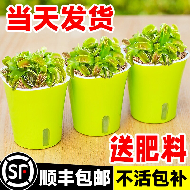 捕蝇草盆栽食虫植物猪笼草茅膏菜瓶子草驱蚊趣味绿植捕蚊草食虫草