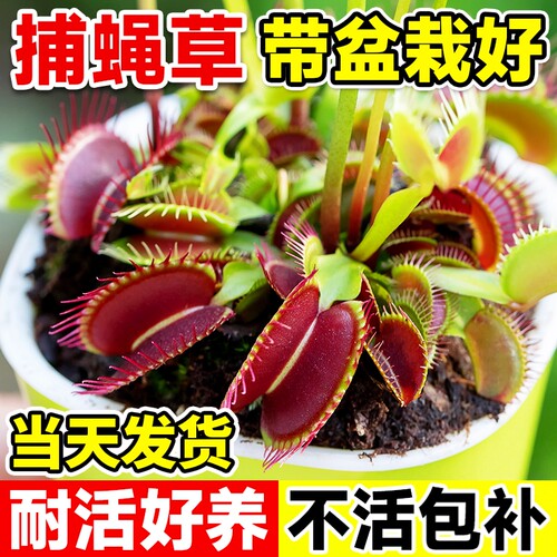 超大捕蝇草盆栽猪笼耐寒绿