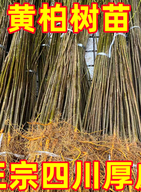 四川黄柏树苗厚皮黄柏新鲜现挖中药材批发南北方种植满50株包邮