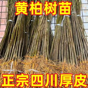 四川黄柏树苗厚皮黄柏新鲜现挖中药材批发南北方种植满50株包邮