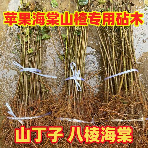 八棱海棠山定子树苗嫁接苹果海棠砧木现挖现发四川保湿发货