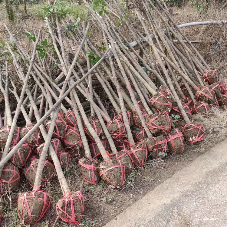 桂花苗盆栽状元红 图片 价格 多少钱 什么值得买