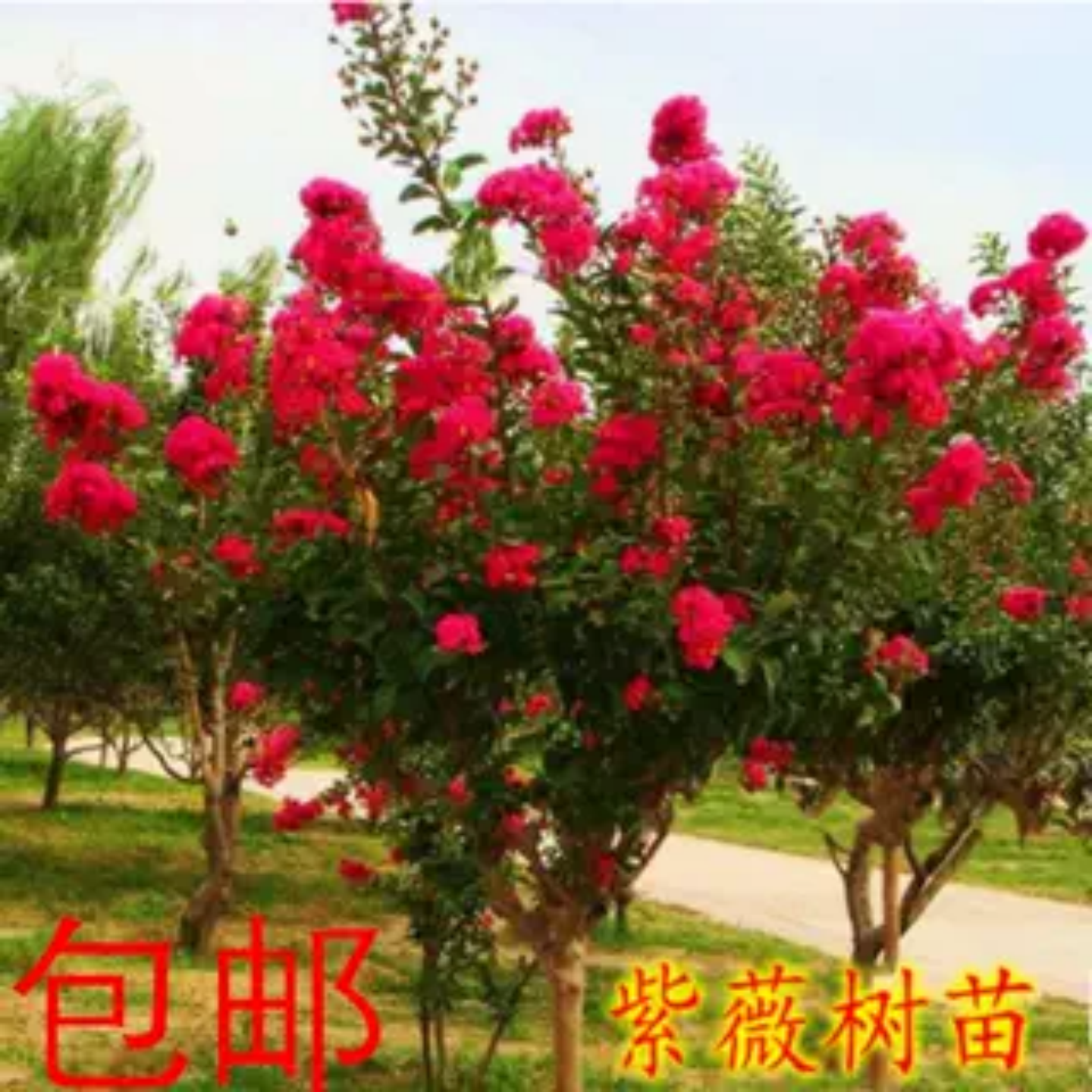紫薇花树苗浇水就活花期长