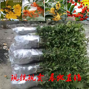 金桂花树苗盆栽八月金桂四季桂室内庭院开花不断浓香型丹桂彩叶桂