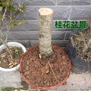 金桂花树苗树桩室内四季花卉盆栽浓香型盆景客厅植物庭院室外老桩