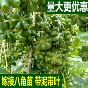 八角苗嫁接苗广西正宗矮化罗马东荣大红嫁接八角树苗古龙