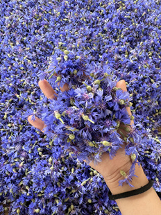 新鲜花朵蒸馏蓝色矢车菊纯露