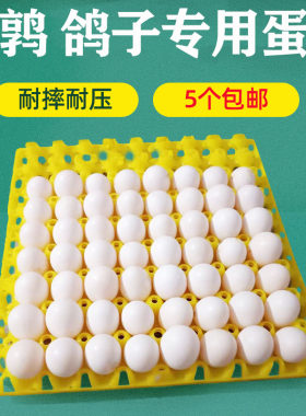 塑料鹌鹑蛋托鸽子蛋架蛋盒子运输专用鸡蛋拖防摔防碎鸡蛋托盘包邮