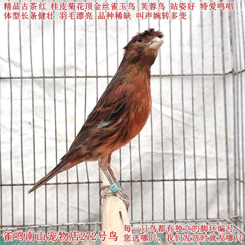 272号公鸟特爱叫古茶红桂皮金丝雀玉鸟站姿好长条颜色稀缺叫声好