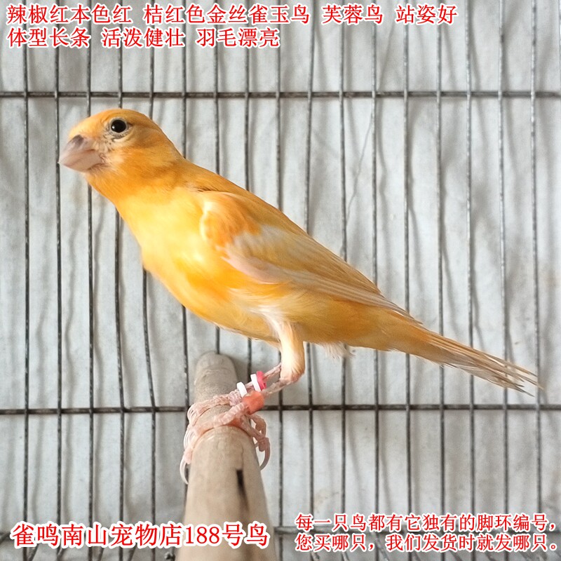 188号小公鸟辣椒红本色桔红色金丝雀玉鸟芙蓉鸟体型好健壮站姿好