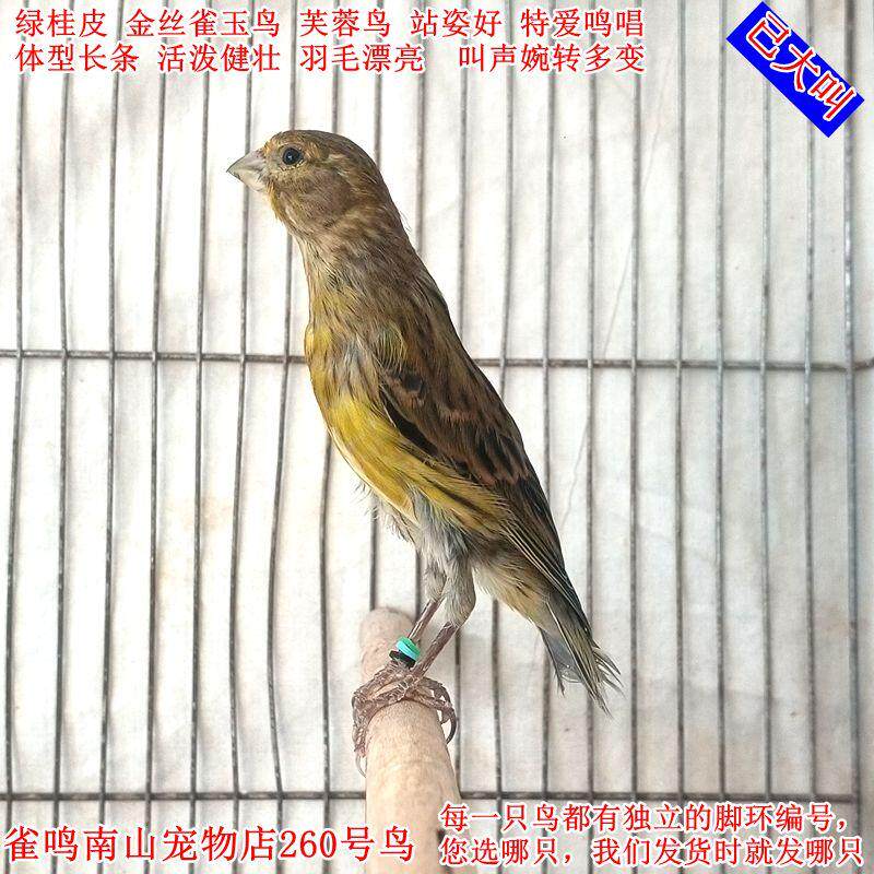 260号公鸟已大叫绿桂皮金丝雀玉鸟活体站姿好体型好叫声婉转多变